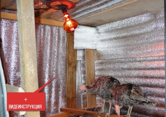 Comment isoler une grange pour poulets et autres animaux de compagnie?