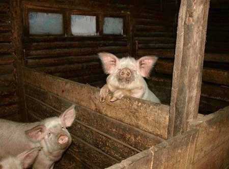 Comment isoler une grange pour poulets et autres animaux de compagnie?
