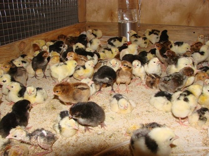 Poulets dans une couveuse