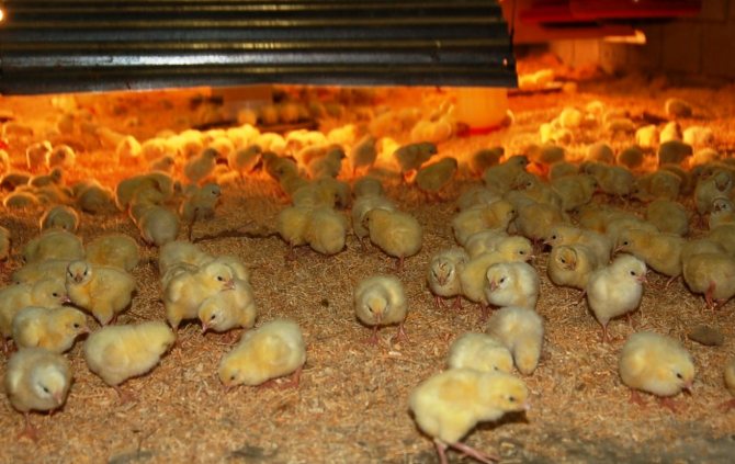 Poulets