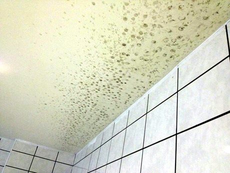champignon