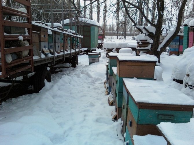 Comment les abeilles hivernent