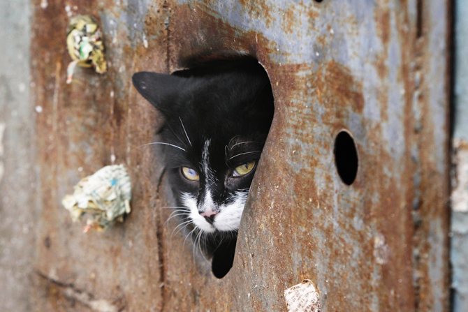 Chat au sous-sol