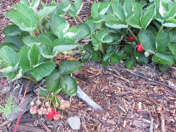 Paillis de sciure pour fraises