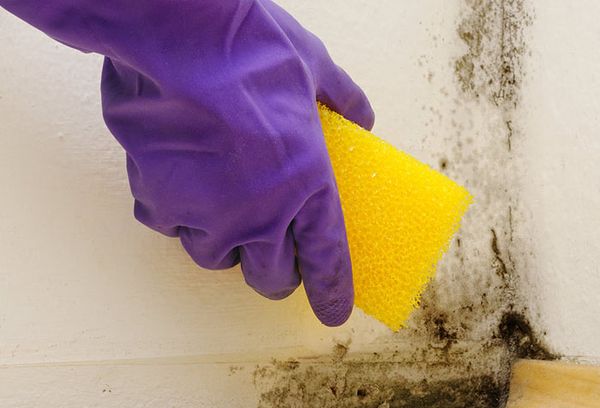 Traitement des murs avec de la moisissure avec des moyens spéciaux