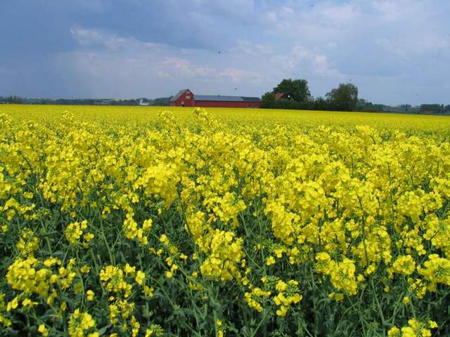 L'une des cultures industrielles les plus prometteuses est le colza