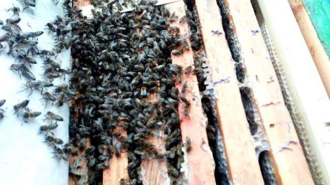 Abeilles en hiver
