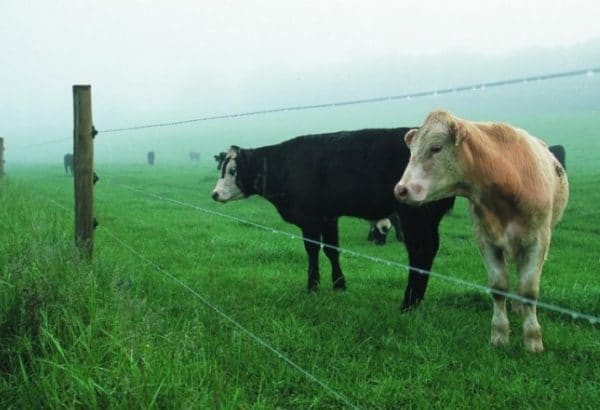Lors de l'achat de matériaux pour une clôture, tout d'abord, ils sont guidés par la distance entre les supports - environ 10 m