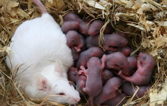 Signifie comment protéger par vous-même une maison à ossature des rongeurs en peu de temps.