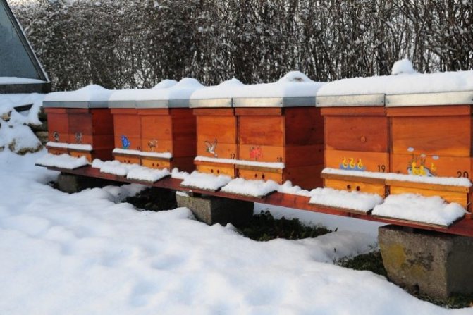 Hivernage des abeilles - 57 questions et réponses: hivernage des abeilles à l'extérieur et à l'intérieur